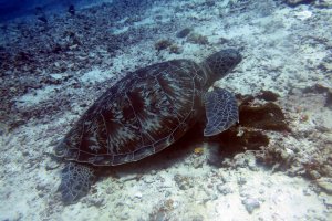 Click For Gallery Galeri Galeri Java Adventure Seekers