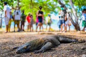Flores Trip Waerebo,Komodo Island Sailing 4D3N flores trip waerebo trip komodo trip flores trip,trip to flores,komodo island,komodo trip,sailing trip, Java Adventure Seekers