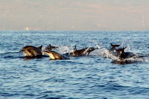 Wild Dolphin Lovina,Ubud Trip From Banyuwangi 3D3N dolphin trip lovina,ubud trip dolphin trip lovina,ubud trip,monkey forest ubud Java Adventure Seekers